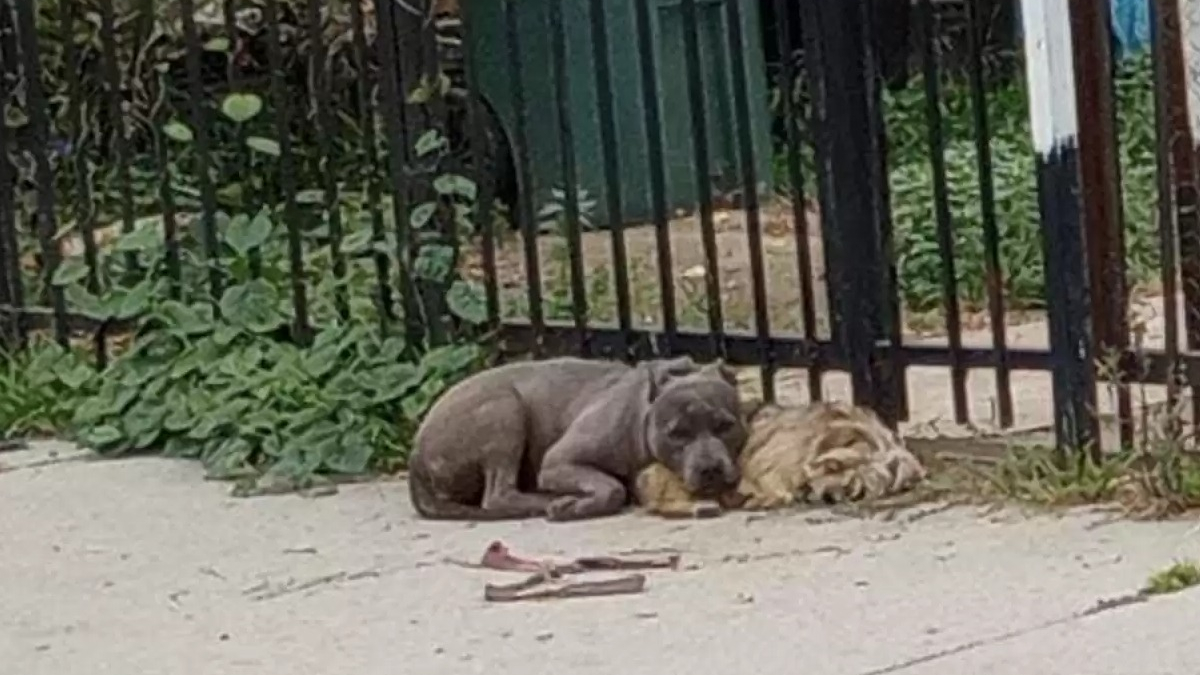 Diseño : "La desgarradora historia de 2 perros callejeros que se consuelan mientras esperan ser rescatados"