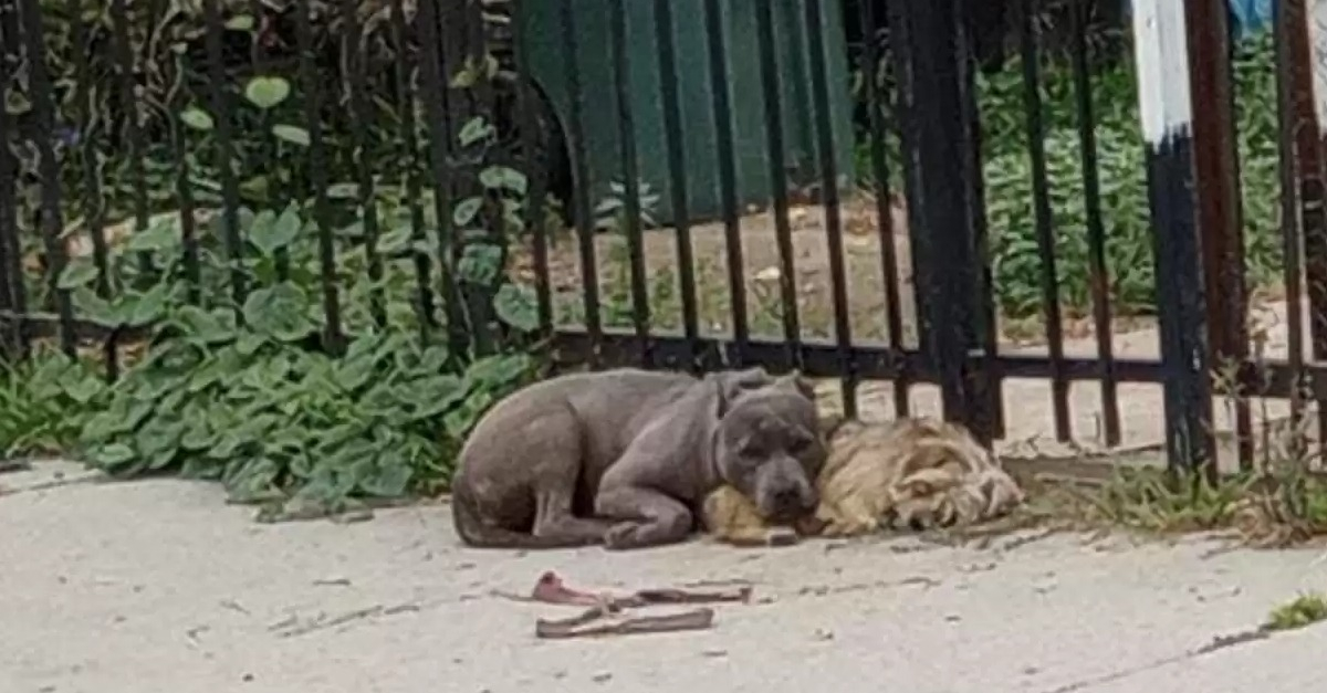 A harrowing story of 2 abandoned dogs comforting each other while waiting to be rescued