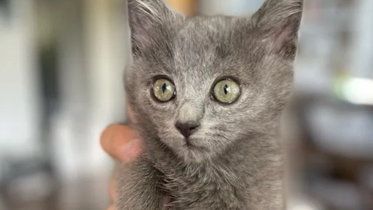 Le parcours émouvant d'un petit félin en quête de sécurité et donnant ...