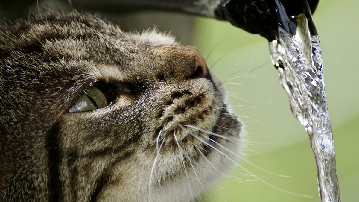 Illustration : "Cet été, gardez votre chat hydraté grâce aux fontaines à eau innovantes et stylées proposées par Catit"