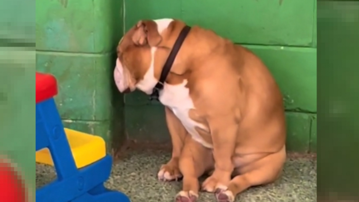 Illustration : "Les postures de sommeil étranges et amusantes de chiens dans une pension donnent lieu à une vidéo virale"