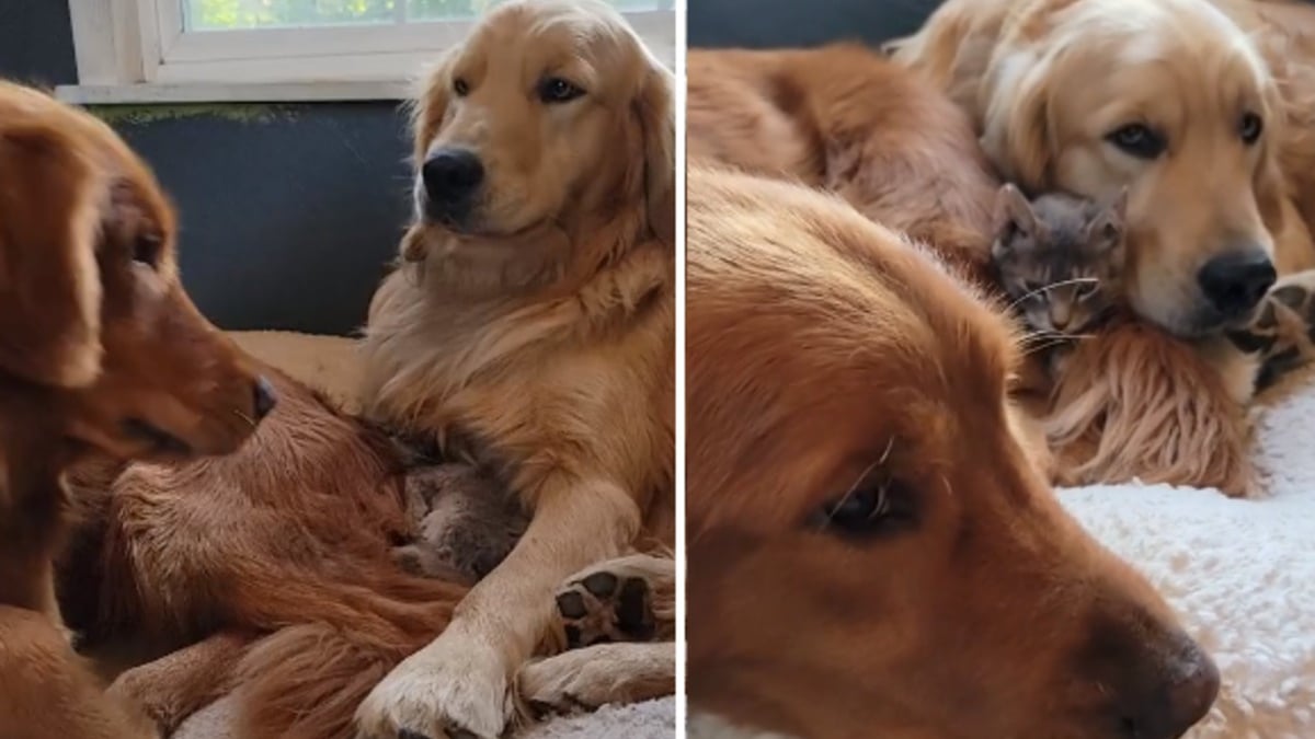 Illustration : "Une tendre querelle éclate entre 2 Golden Retrievers se disputant un chaton (vidéo)"