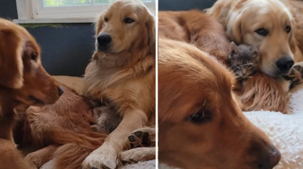 Illustration : Une tendre querelle éclate entre 2 Golden Retrievers se disputant un chaton (vidéo)