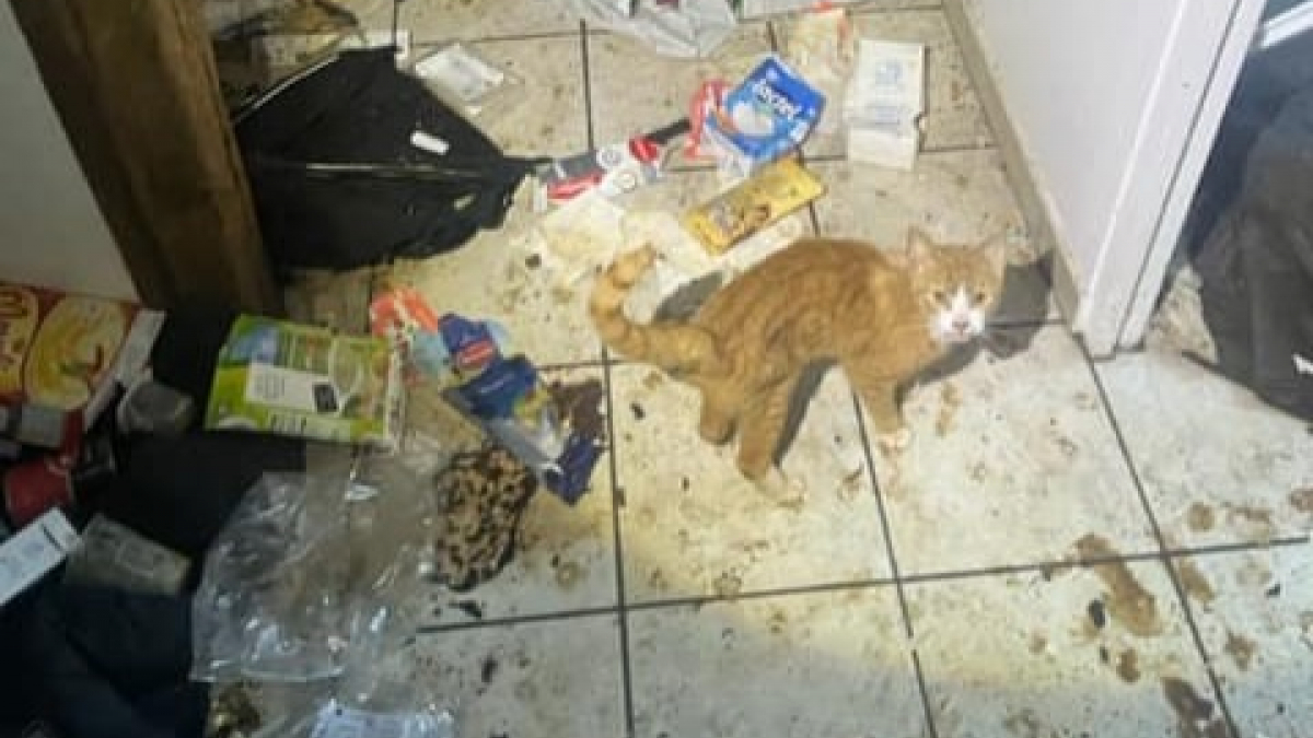 Illustration : "Les gendarmes découvrent un chat en piteux état dans un logement à l'abandon, et décident de changer son destin"