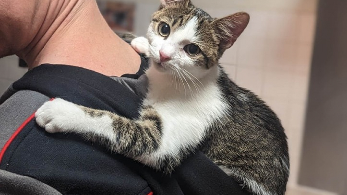 Illustration : "Heureux d'avoir été sorti de la rue, un chat exprime chaque jour sa gratitude envers ses anges gardiens (vidéo)"