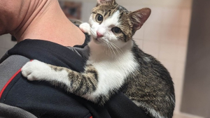 Illustration : Heureux d'avoir été sorti de la rue, un chat exprime chaque jour sa gratitude envers ses anges gardiens (vidéo)