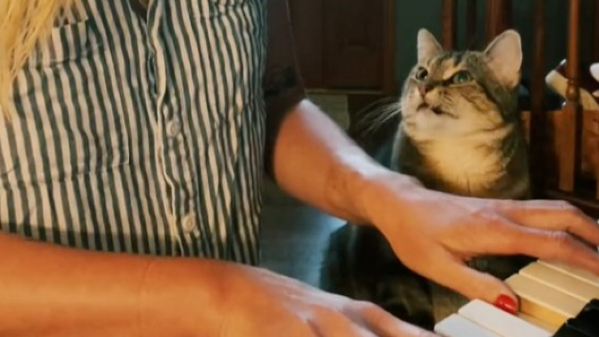 Illustration : "La vidéo de ce chat qui regarde amoureusement sa maîtresse pendant qu’elle joue du piano est adorable "