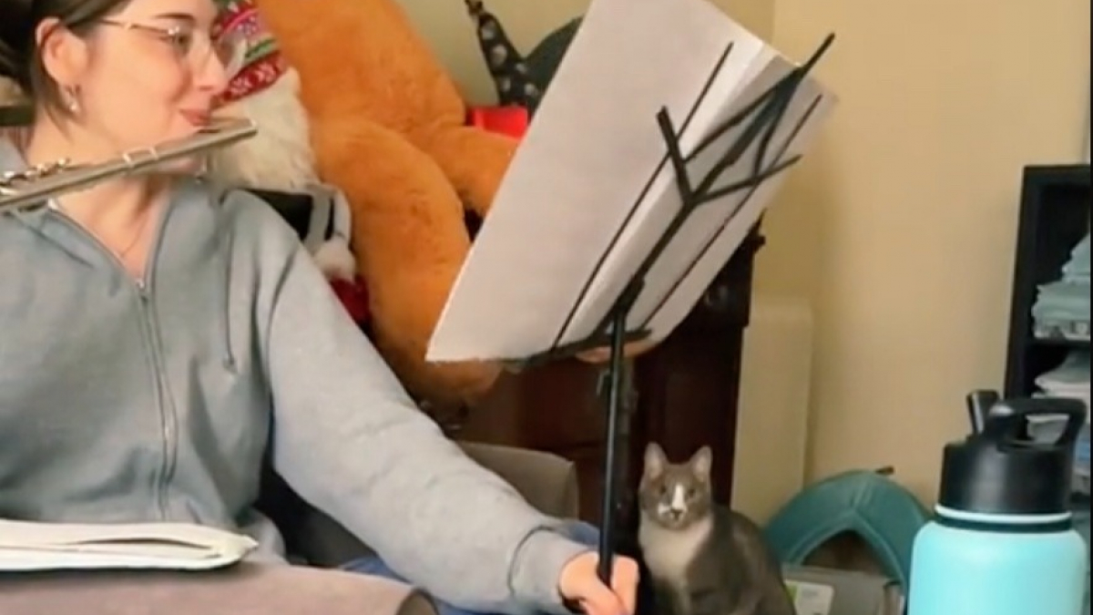 Illustration : "Un chat espiègle sabote la répétition de flûte de sa maîtresse et offre une scène hilarante sur les réseaux sociaux (vidéo)"
