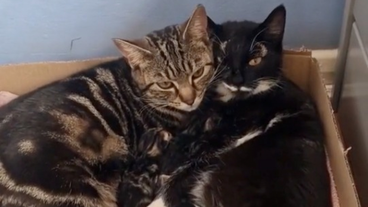 Illustration : "Ces sœurs félines élèvent à 2 l’ensemble de leurs 11 chatons (vidéo) "