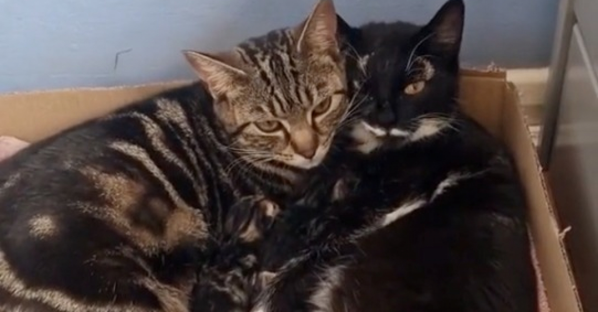 Estas hermanas felinas crían a sus 11 gatitos por 2 (video)