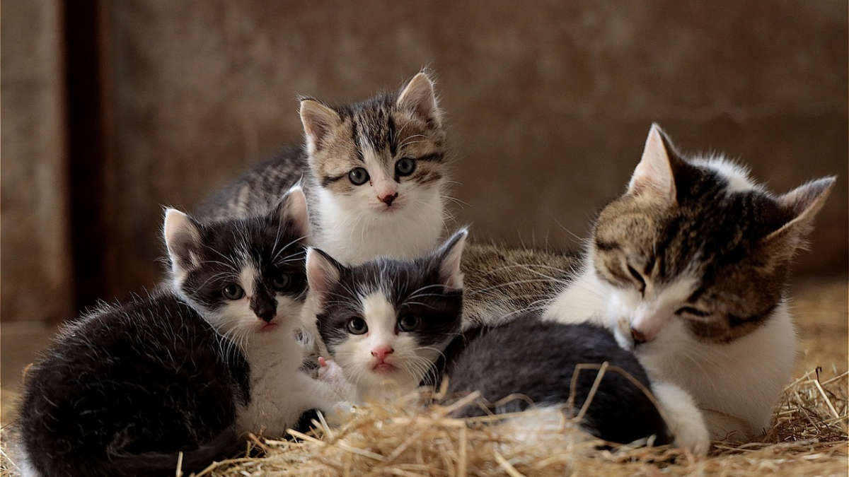 Illustration : "Une chatte errante et astucieuse trouve un moyen d’assurer la sécurité de ses chatons pendant son absence"