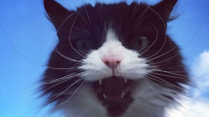 Illustration : 20 chats qui ont beaucoup à dire et qui ont bien l'intention de s'exprimer haut et fort