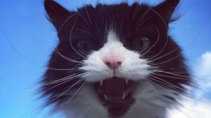 Illustration : "20 chats qui ont beaucoup à dire et qui ont bien l'intention de s'exprimer haut et fort"