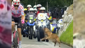 Illustration : "L'intrusion d'un chien au milieu du peloton lors de la 2e étape du Tour de France 2023 a semé un début de panique (vidéo)"