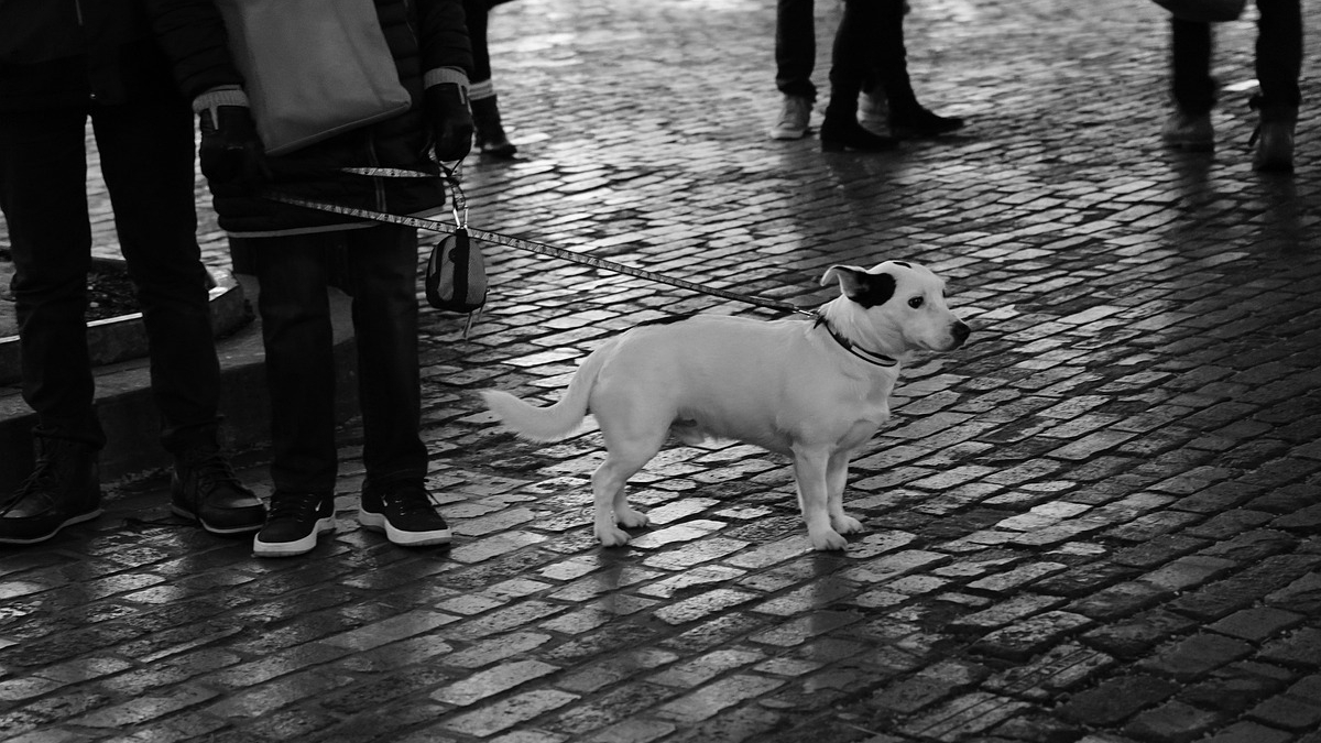 Illustration : "Smartphones et distractions lors des promenades : comment le manque d'attention du maître met son chien en danger"