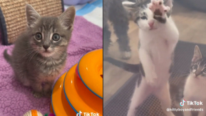 Illustration : "Les tentatives d'un groupe de chatons de libérer leur ami en quarantaine offrent une scène adorable (vidéo)"
