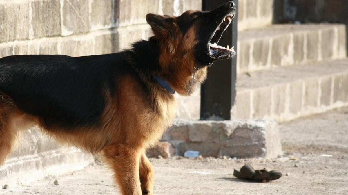 Illustration : "Un chien loyal et courageux affronte un léopard qui tente de s’introduire chez lui (vidéo)"