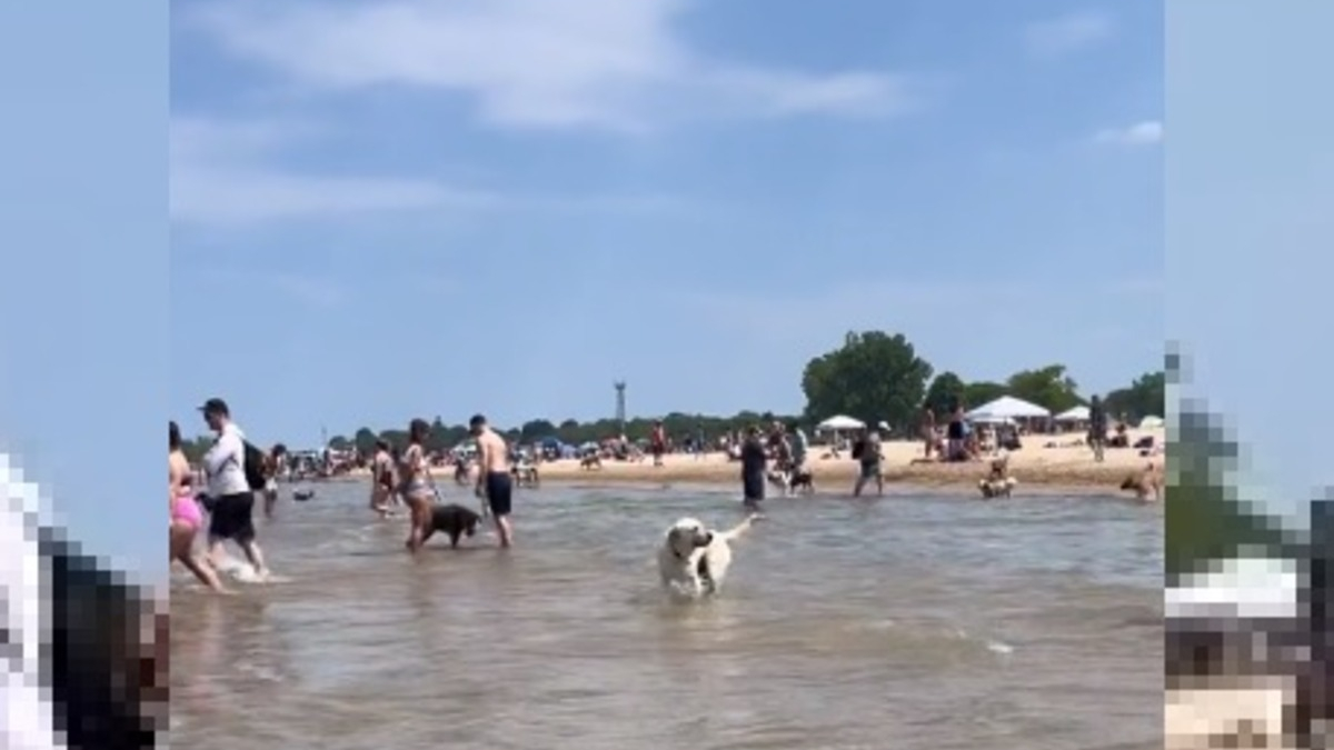 Illustration : "La réaction attendrissante d'un chien pensant avoir perdu sa maîtresse à la plage (vidéo)"