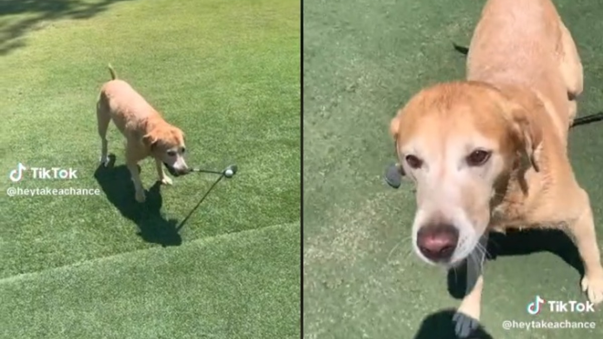 Illustration : "Quand un Labrador Retriever golfeur éclipse les humains sur le green (vidéo)"