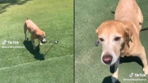 Illustration : "Quand un Labrador Retriever golfeur éclipse les humains sur le green (vidéo)"