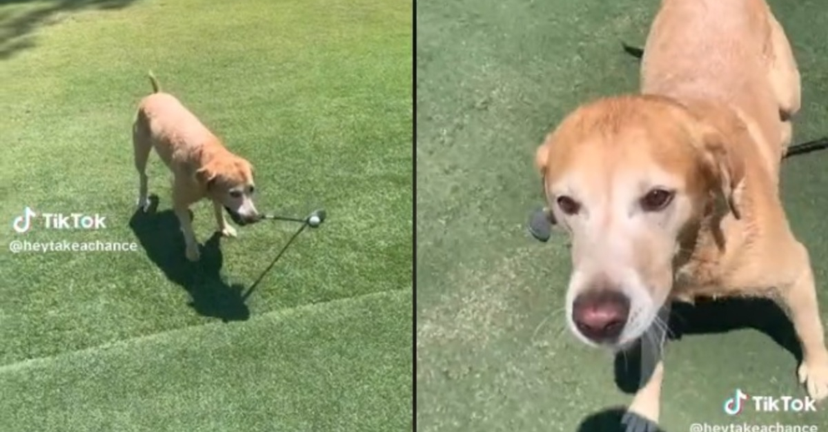 Wanneer de Labrador Retriever van een golfer mensen te slim af is op de green (VIDEO)