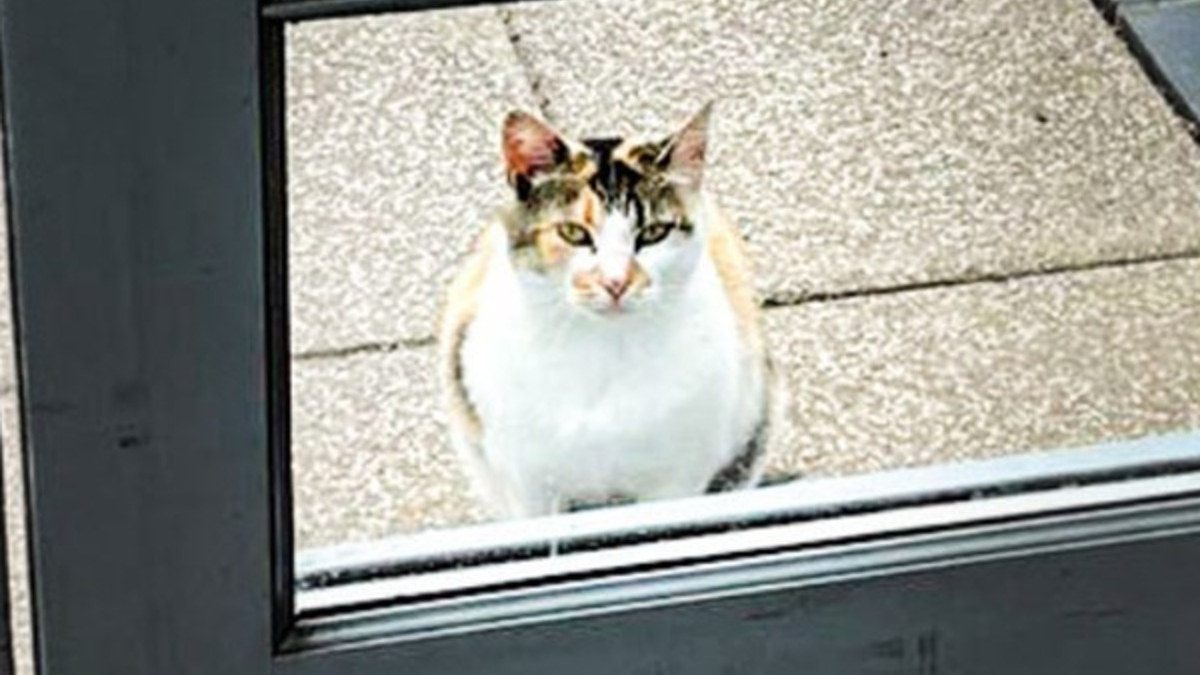 Illustration : "Des agents municipaux s'unissent pour venir en aide à une chatte attaquée par une mouette"