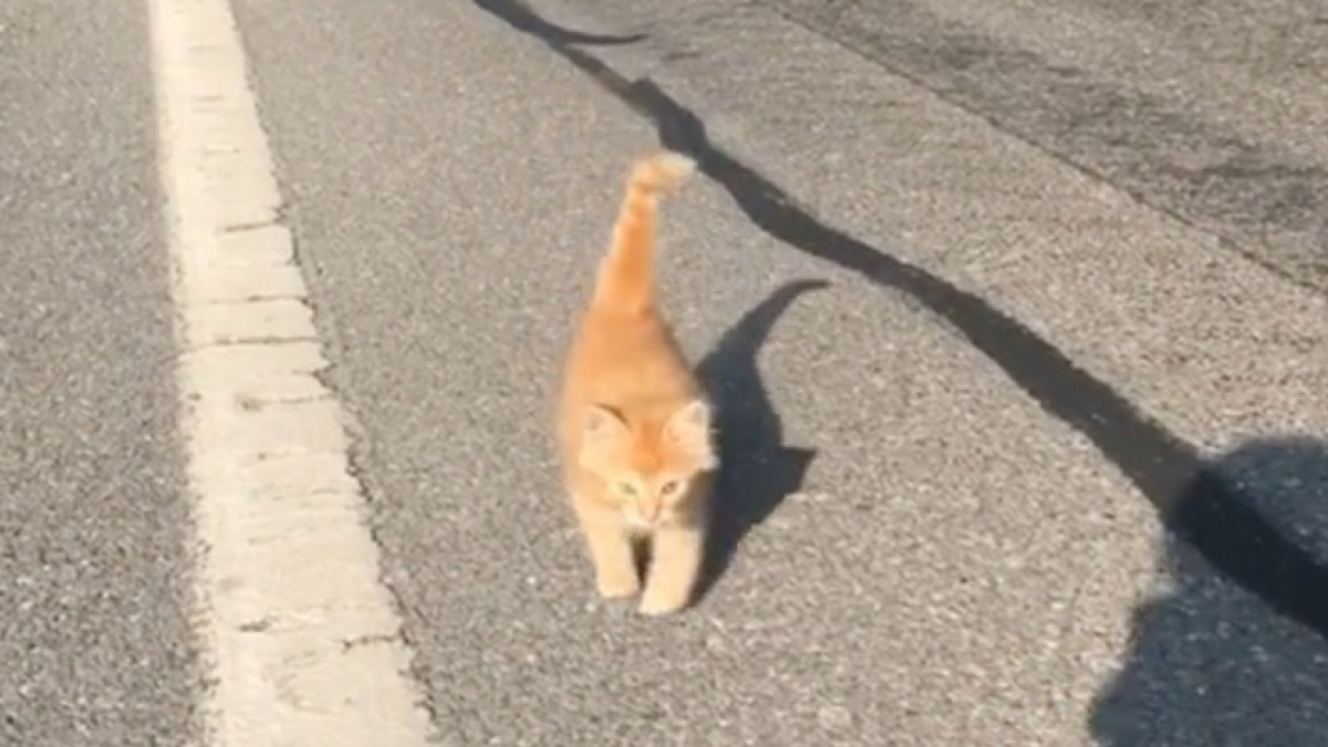 Illustration : "Une joggeuse rencontre un chaton perdu sur son chemin et se donne pour mission de retrouver ses propriétaires (vidéo)"