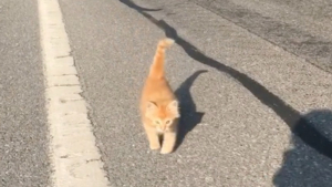 Illustration : Une joggeuse rencontre un chaton perdu sur son chemin et se donne pour mission de retrouver ses propriétaires (vidéo)