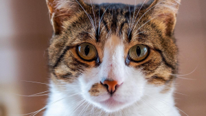 Illustration : Smokey, le chat globe-trotter qui a conquis 3 pays en 3 ans à la recherche de la famille idéale