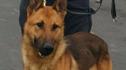 Illustration : Un chien policier lutte courageusement pour rester en vie après avoir subi 12 coups de couteau en intervention