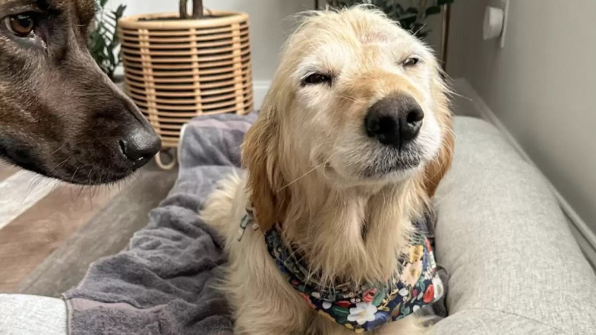 Illustration : "Soulagée d’avoir été sauvée de la rue, cette chienne esquisse un doux sourire sur son visage (vidéo)"