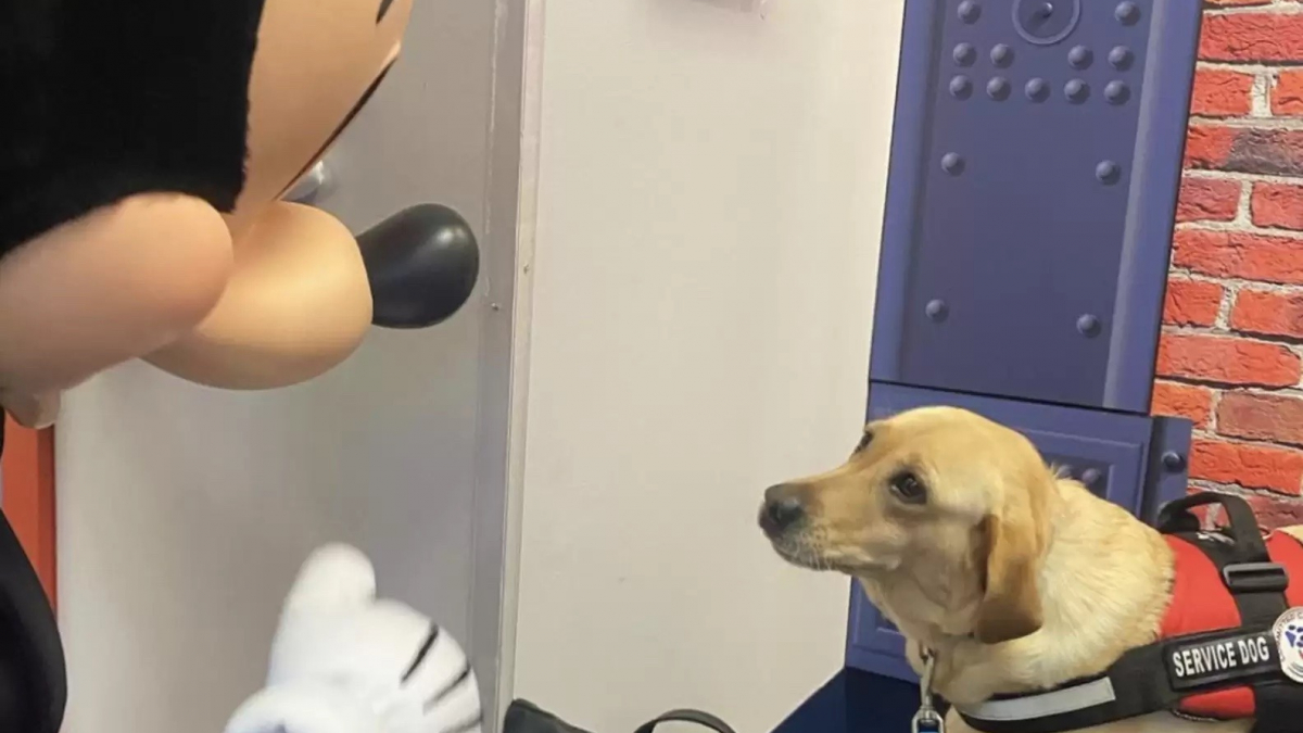 Illustration : "Une chienne d'assistance s'octroie une pause bien méritée dans les bras d'un célèbre personnage Disney (vidéo)"