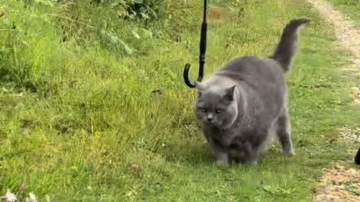 Illustration : "Un homme attentionné n'hésite pas à jouer les majordomes pour son chat sénior lors des promenades (vidéo)"