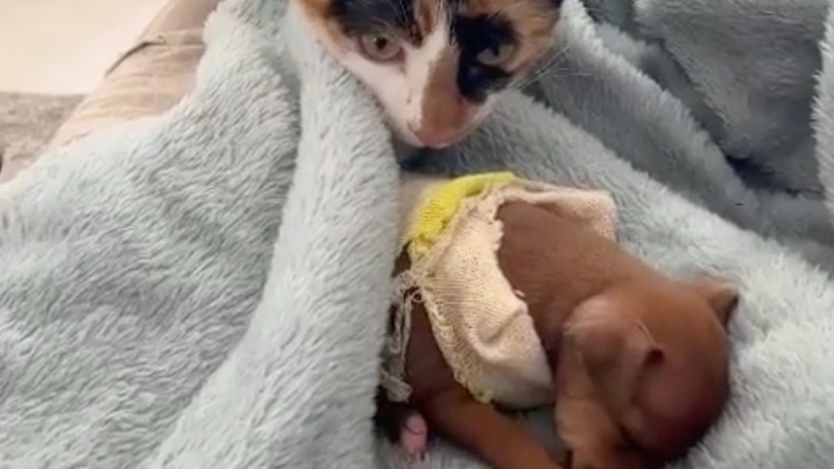 Illustration : "Un duo de chats aux petits soins pour un Chihuahua fait craquer des millions d’internautes (vidéo)"