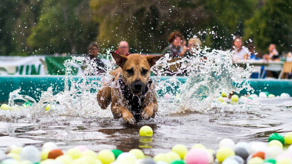 Illustration : "Course à obstacles, cani-paddle, pistage... Au Woofest, vivez une aventure unique avec votre chien et renforcez votre lien !"