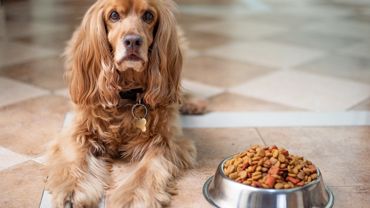 Illustration : "Que donner à manger à son chien ou à son chat ? Une vétérinaire vous livre ses conseils dans 