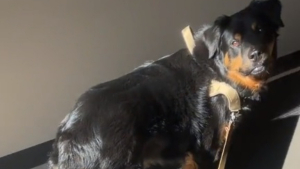Illustration : Quand un chien refuse l'escalier : la drôle d'obsession de Bear (vidéo)