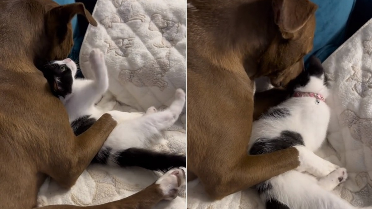 Illustration : "La touchante complicité entre un chaton turbulent et une Pitbull patiente et attentionnée (vidéo)"