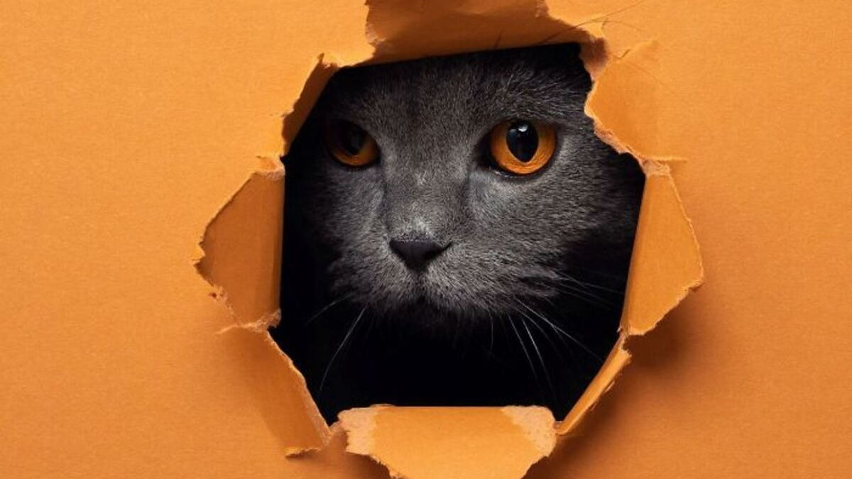 Illustration : "20 photos surprenantes et originales de chats traversant un mur de papier"