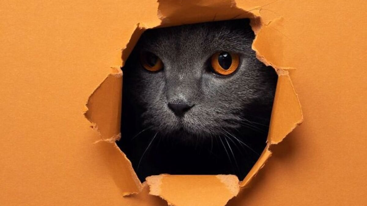 Illustration : "20 photos surprenantes et originales de chats traversant un mur de papier"