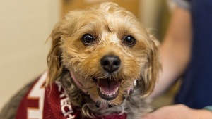 Illustration : La guérison miraculeuse d'une chienne atteinte d'un mélanome grâce à un donneur inattendu