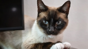 Illustration : Au bout de 2 ans, la mystérieuse disparition d'un chat connaît un dénouement inespéré