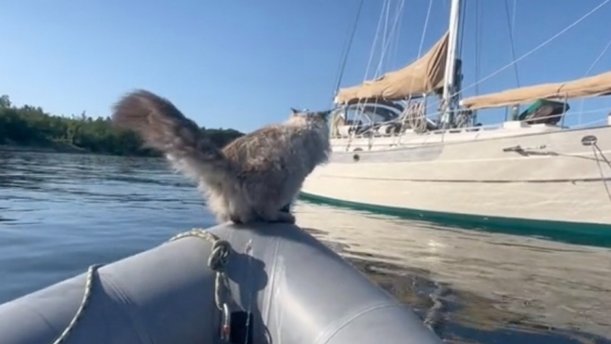 Illustration : "Une chatte offre une scène hilarante sur les réseaux sociaux en tentant un plongeon bien risqué (vidéo)"