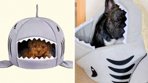 Illustration : 20 photos hilarantes de cadeaux pour chiens et chats qui n'ont pas eu l'effet escompté