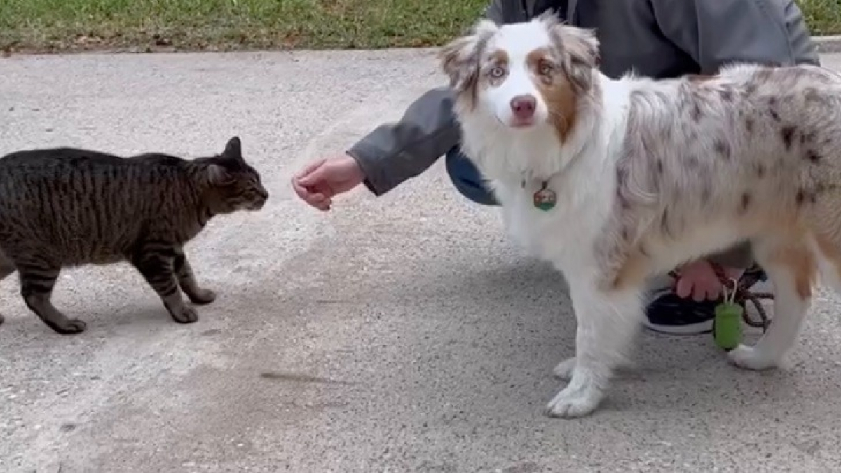 Illustration : "Un chat errant se prend d’affection pour un chien de son quartier et lui rend visite tous les jours (vidéo)"