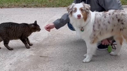 Illustration : Un chat errant se prend d’affection pour un chien de son quartier et lui rend visite tous les jours (vidéo)