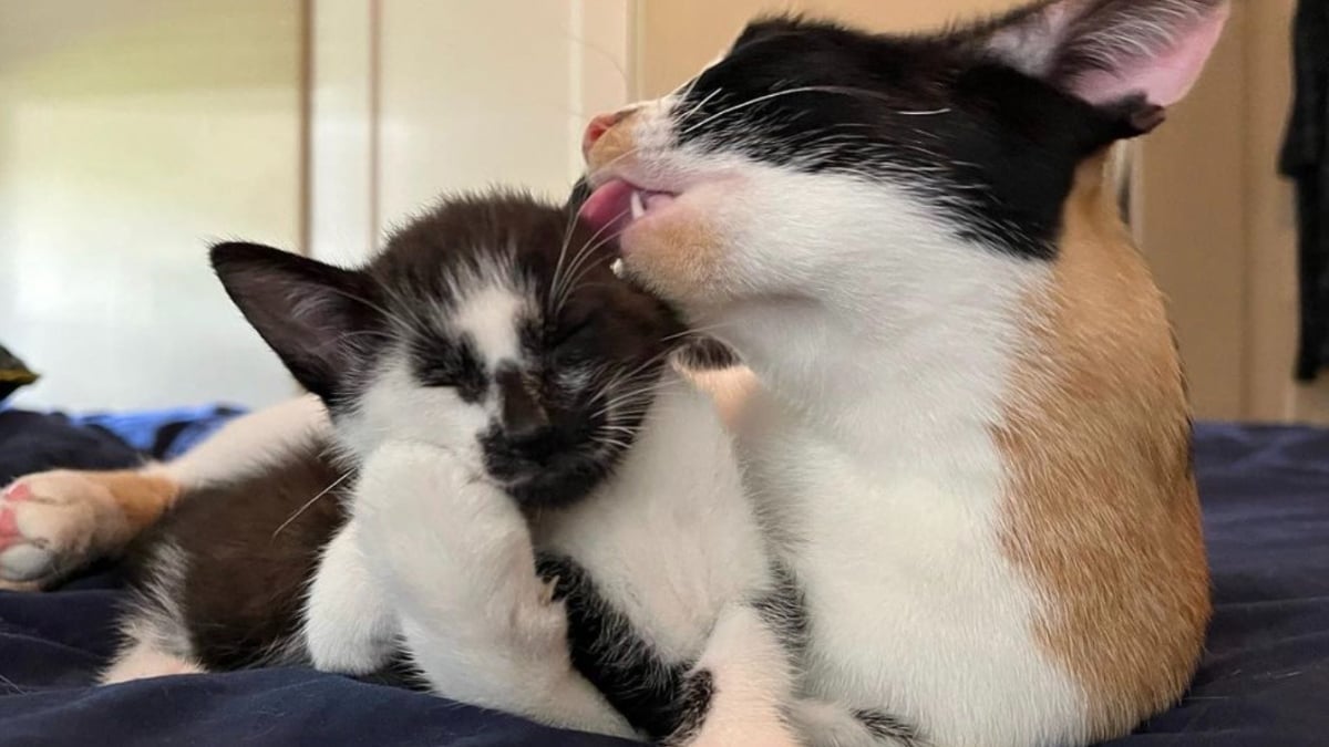 Illustration : "Une jeune chatte courageuse surmonte les obstacles pour élever ses 3 adorables chatons"