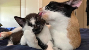 Illustration : Une jeune chatte courageuse surmonte les obstacles pour élever ses 3 adorables chatons