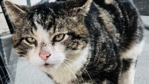 Illustration : "Un acte de gentillesse change la vie d'un chat découvert blessé et endormi sur un paillasson"