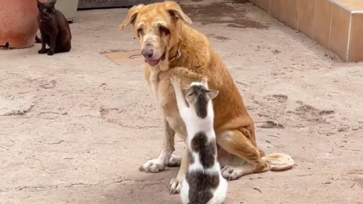 Illustration : "Au refuge, des chats au grand cœur offrent réconfort et tendresse à un chien malade et malvoyant"